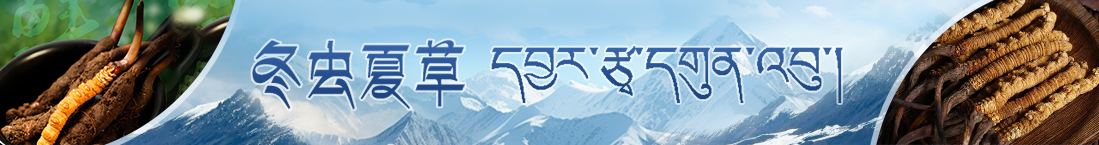 西藏那曲蟲草網公告